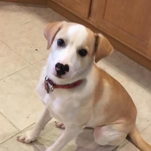 Meet your Posher, Bonnie